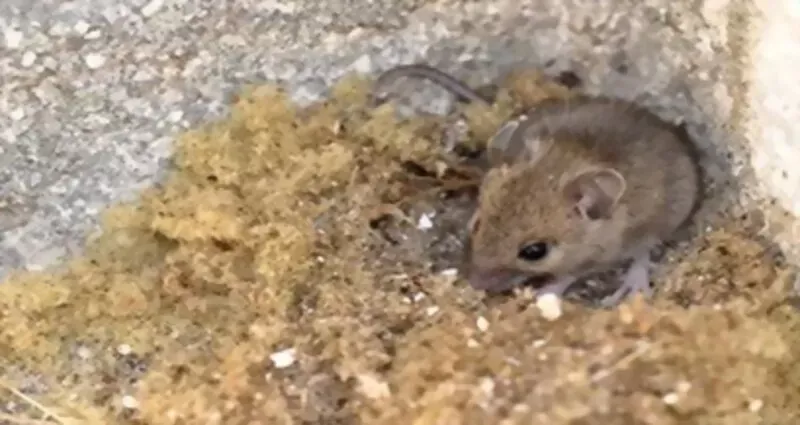 Rattenbekämpfung Heusenstamm